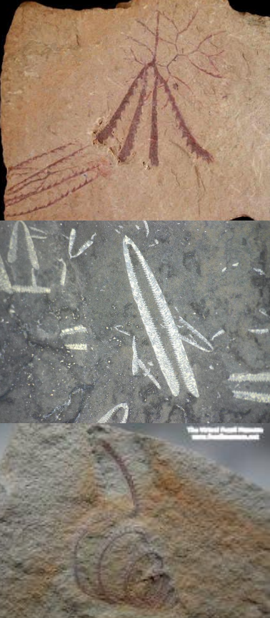 <p>Ordovician - Devonian (485-359 Ma)</p><p>Simple morphology, fewer stipes and thecae: Usually only two stipes</p><p>Bilaterally symmetrical</p><p>Planktonic: May have attached to seaweed, has an air sac attached to sicula, or used buoyant tissue to drift freely</p>