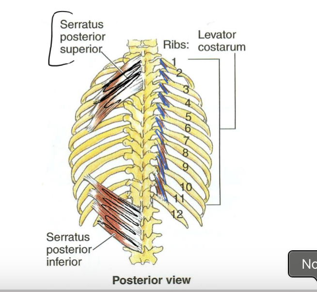 <ul><li><p><span><strong>Serratus posterior</strong></span></p><ul><li><p>serrated like blade</p></li></ul></li></ul><p></p><ul><li><p><span><strong>Levator costarum</strong></span></p><ul><li><p>pulls ribs up for respiration</p></li></ul></li></ul><p></p>