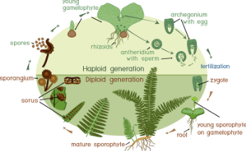 <ol><li><p>sporophyte (2n- dominant stage)</p><ol><li><p>sporangia → meiosis → haploid spores (n)</p></li></ol></li><li><p>spore (n)</p><ol><li><p>spores released → germinates by mitosis → grows into gametophyte</p></li></ol></li><li><p>gametophyte (n)</p><ol><li><p>small, photosynthetic, anchored by rhizoids</p></li><li><p>contains:</p><ol><li><p>antheridia → produce sperm</p></li><li><p>archegonia → produce eggs</p></li></ol></li></ol></li><li><p>fertilization (needs water</p><ol><li><p>sperm swim to egg in archegonium → diploid zygote (2n)</p></li></ol></li><li><p>young sporophyte (2n)</p><ol><li><p>zygote grows by mitosis</p></li><li><p>young sporophyte initially attached to gametophyte → becomes independent mature fern</p></li></ol></li></ol><p></p>