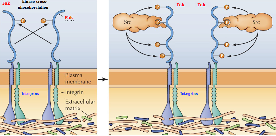 <p>Binding of integrins to the ECM leads to integrin clustering and activation of FAK by autophosphorylation. SRC then binds to the FAK autophosphorylation site and phosphorylates FAK on additional tyrosine residues, which serve as binding sites for downstream signaling molecules</p>