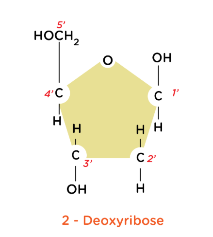 <p>Phosphate group binds to 5’</p><ul><li><p>4’ is H</p></li><li><p>3’ is a hydroxyl group</p></li><li><p>2’ is an H on deoxyribose but OH in ribose</p></li></ul><p>Nitrogenous base binds to 1’</p><p></p><p></p>