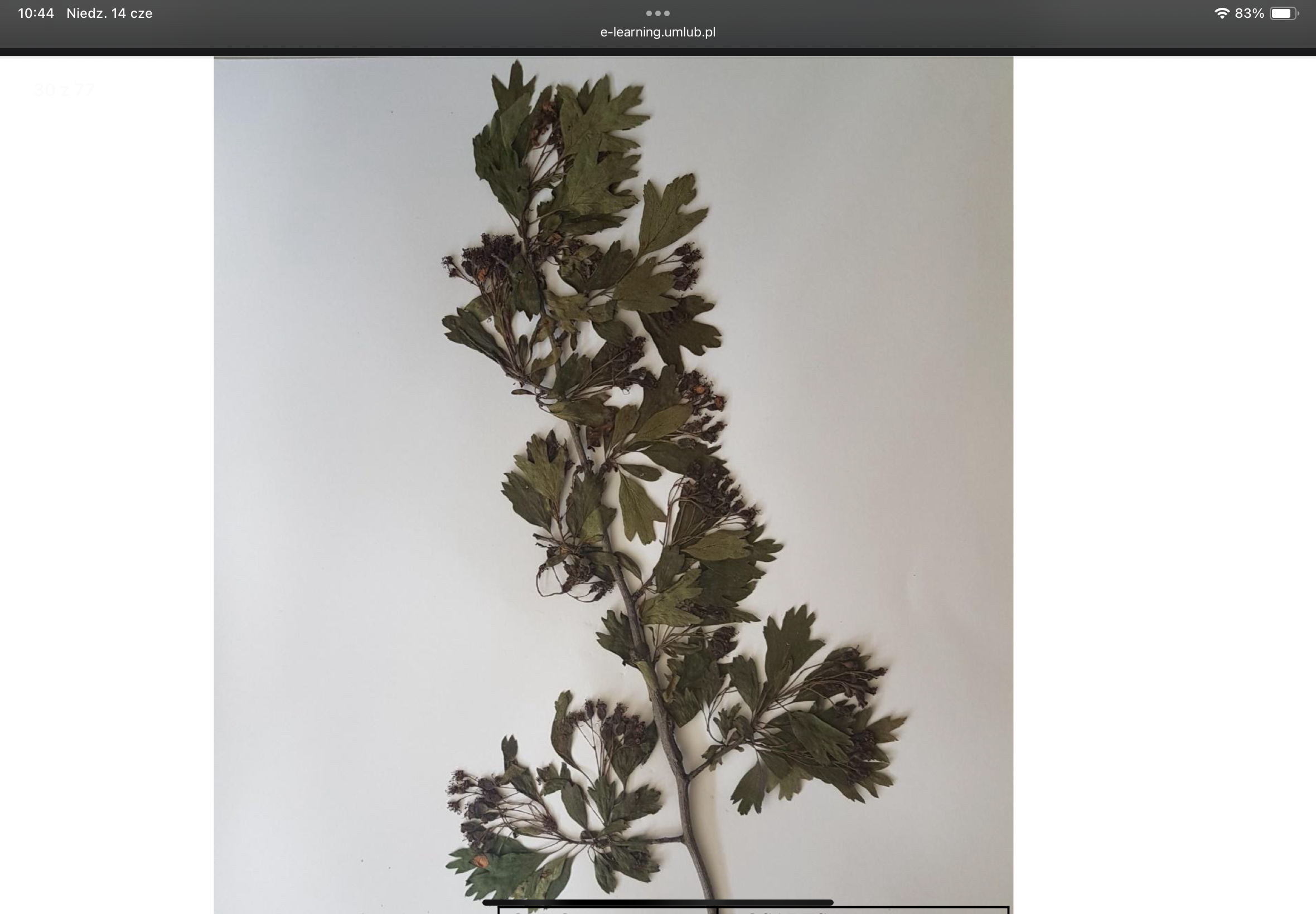 knowt flashcard image
