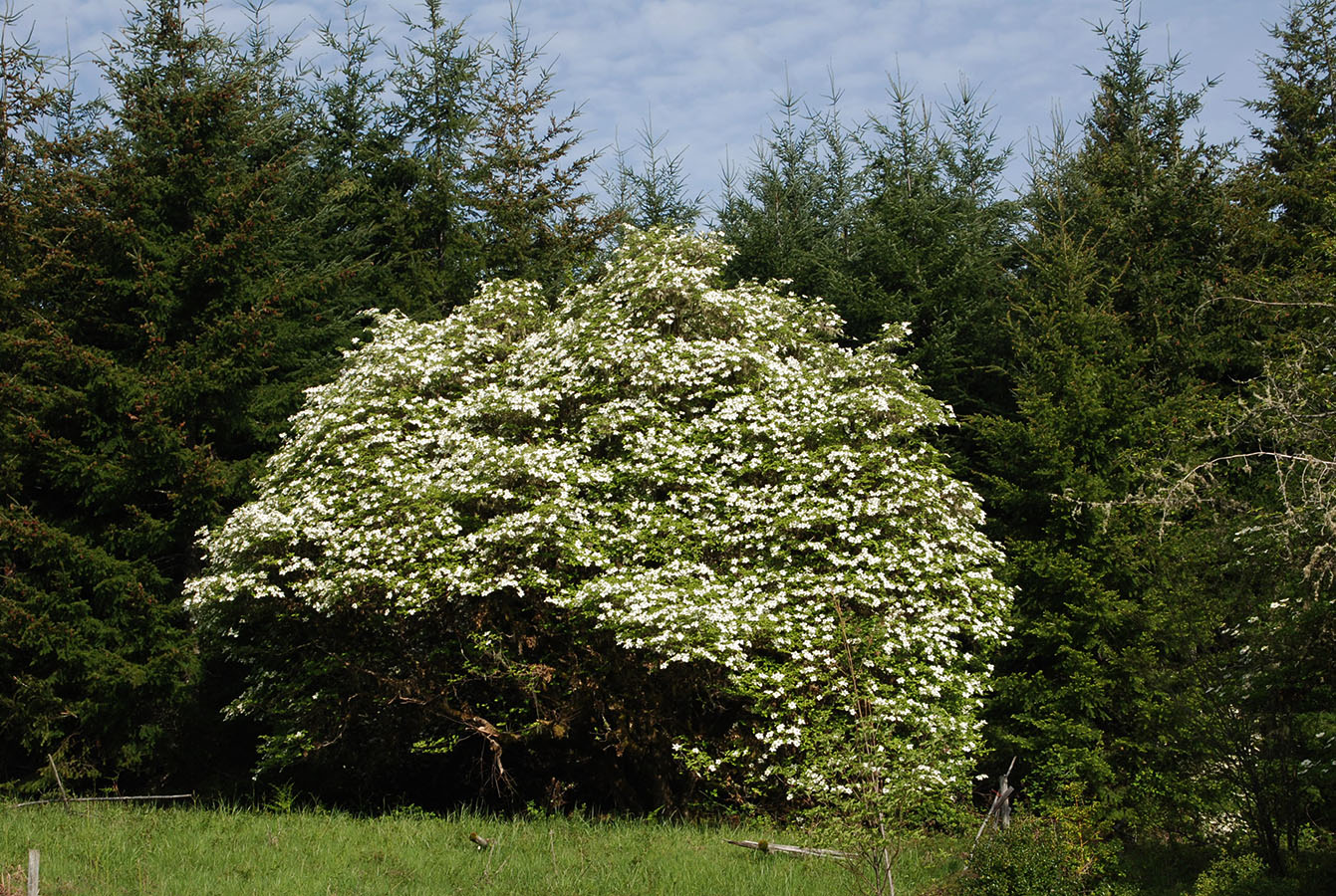 <p>Pacific dogwood</p>