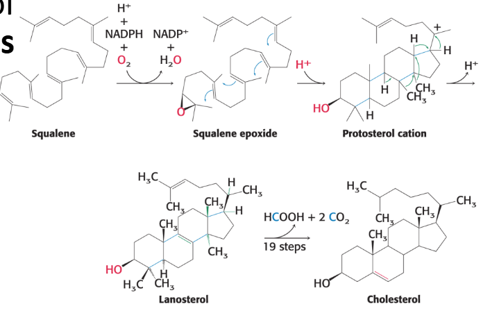 <p>This stage occurs in the <strong><em>endoplasmic reticulum</em>.</strong></p><ol><li><p><strong>Squalene Activation</strong>: Squalene is first activated by conversion into <em>squalene epoxide</em> in a reaction that uses <strong>O</strong><span style="font-family: KaTeX_Main, "Times New Roman", serif; line-height: 1.2; font-size: 1.21em;"><strong><span>2​</span></strong></span><strong> and NADPH</strong>.</p></li><li><p><strong>Cyclization</strong>: Squalene epoxide then cyclizes (forms rings) to <strong><em>lanosterol</em></strong>. Lanosterol has 30 carbon atoms.</p></li><li><p><strong>Conversion to Cholesterol</strong>: Lanosterol (C30) is subsequently converted into <em>cholesterol</em> (C27) through a multistep process, during which three carbon atoms are removed.</p></li></ol><p></p>