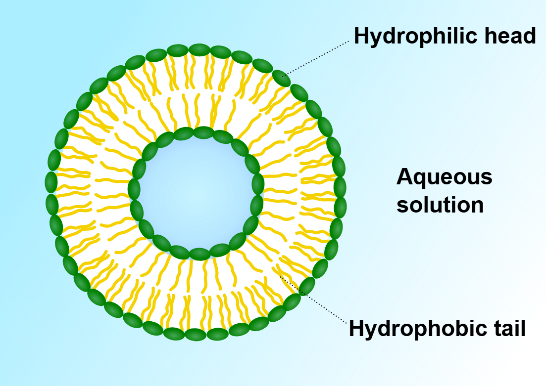 <p>Vesicles</p>