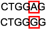 <p>A mutation in which a nucleotide or a codon in DNA is replaced with a different nucleotide; one nitrogenous base is changed to another and may only affect one amino acid, if any.</p>