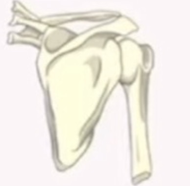 <p>name the bone and the bone shape:</p>