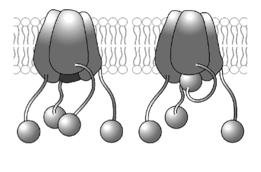 <p>Specialized transmembrane proteins that allow sodium ions (Na<sup>+</sup>) to cross cell membranes.</p><ul><li><p><u>Both</u> voltage and time gated</p><ul><li><p><strong><u>Voltage-gated:</u></strong></p><ul><li><p>Inward current (Na<sup>+</sup> enters the cell)</p></li><li><p>Responds <strong>rapidly</strong> to <strong>depolarization</strong></p></li><li><p><u>Three states</u>:</p><ul><li><p><strong>Deactivated: </strong>Closed but <u>capable of opening</u></p></li><li><p><strong>Activated: </strong>Open upon <u>depolarization</u>.</p></li><li><p><strong>Inactivated: </strong>Closed and NOT capable of opening. Inactivation is <u>caused by time-gate</u> and is removed upon repolarization.</p></li></ul></li></ul></li><li><p><strong><u>Time-gated:</u></strong></p><ul><li><p><u>Stops</u> membrane from further depolarizing</p></li><li><p>Responds to depolarization with a <u>slight time delay</u> (~1 ms after activation gate opens)</p></li><li><p><strong>“Ball and Chain”</strong></p><ul><li><p>When voltage-gate is closed, the balls float freely</p></li><li><p>When the gate is open, the balls are attracted to the open pore of the channel + will <u>block the pore</u></p></li><li><p>Upon <strong>repolarization</strong>, the voltage-gate closes and the ball is dislodged, returning the Na<sup>+</sup> channel to its resting closed state</p></li></ul></li></ul></li></ul></li></ul><p></p>