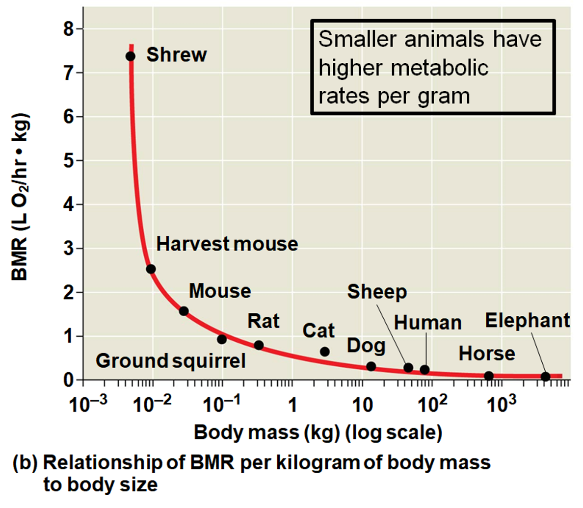 <p>Types of Metabolic Rate (2)</p>