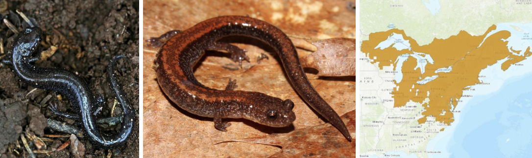 <ul><li><p><span style="background-color: transparent;"><strong>Habitat:</strong> </span>forests with moist ground layer, need especially moist areas since they lay their eggs out of water, territorial especially during times of low moisture</p></li><li><p><span style="background-color: transparent;"><strong>Diet:</strong> </span>non insect arthropods (mites, spiders, centipedes, millipedes, beetles, snails, ants, earthworms, etc.)</p></li><li><p><span style="background-color: transparent;"><strong>Characteristics:</strong> smooth, slimy, slender, </span>red-backed phase- straight-edged red, orange, or yellow stripe down back, lead-backed phase- uniform dark gray/black<span style="background-color: transparent;">, always have black and white speckled belly</span></p></li></ul><p></p>