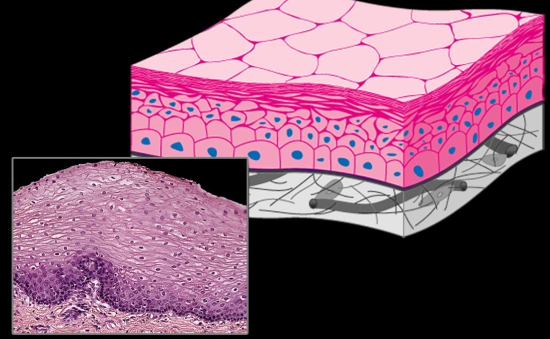 <p>stratified squamous epithelium</p>