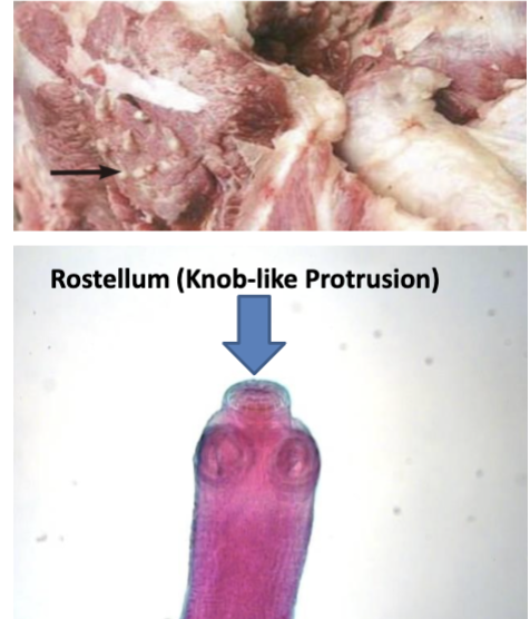 <ul><li><p>Mode of Transmission: Eating undercooked pork with cysticerci</p></li></ul><p>• Infective Stage: Cysticerci</p><p>• Hosts: D-Human, I-pig</p><ul><li><p>Disease: Taeniasis</p></li></ul><p></p>