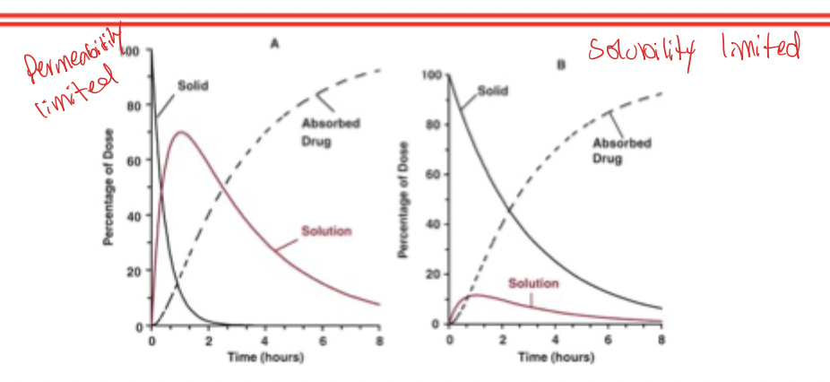 <ul><li><p>If <strong>dissolution > absorption</strong> → most of the drug is dissolved before much is absorbed. Therefore permeability limits absorption</p></li><li><p>If <strong>absorption > dissolution</strong> → absorption cannot go any faster than the rate a drug is dissolved. Therefore absorption is dissolution rate limited</p></li></ul><p></p>