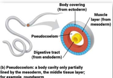 <p>bilaterally symmetrical</p><p>3 cell layers (triploblastic)</p><p>known as psuedocoelomates bc they have internal cavity that is not lined w/ mesoderm</p>