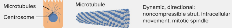 <p><span style="line-height: 107%;">composed of <strong>tubulin</strong>. They create <u>pathways for motor proteins</u> like <strong>kinesin</strong> and <strong>dynein</strong> to carry vesicles. They also contribute to the structure of cilia and flagella, where they are organized into nine pairs of microtubules in a ring with two microtubules at the center <strong>(9 + 2 structure). Centrioles</strong> are found in <strong>centrosomes</strong> and are involved in microtubule organization in the <strong>mitotic spindle</strong>.</span></p>