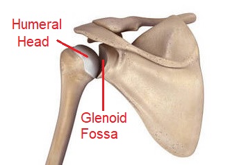 <p>Scapula (Shoulder Blade)</p>