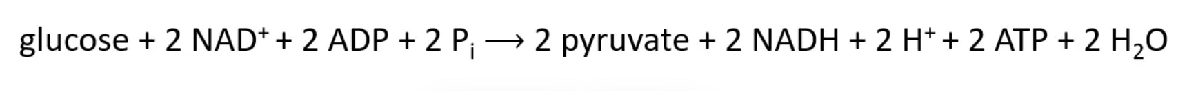 <p>Subtracting 2 ATP spent in the preparatory phae, the net equation for the overall proces is </p><p>glucose + 2NAD+ +2Pi —> 2 pyruvate _ 2NADH +2H+ +2ATP +2H2O</p><p></p>