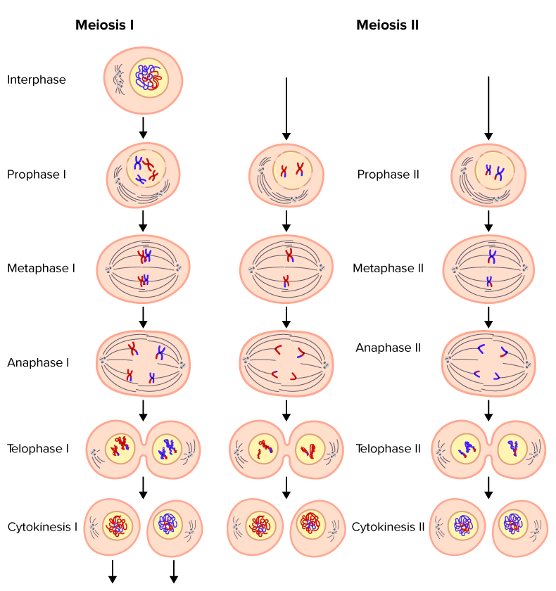 <p>interphase - DNA is copied</p><p>prophase 1 - chromosomes pair up with matching partners and swapping over happens</p><p>metaphase 1 - chromosome pairs line up in the middle of the cell</p><p>anaphase 1 - pairs are pulled apart to opposite sides of the cell</p><p>telophase 1 and cytokinesis - cell splits into two new daughter cells</p><p>prophase 2 - chromosomes get ready to split</p><p>metaphase 2 - chromosomes line up in a single line down the cell</p><p>anaphase 2 - the sides of each chromosomes (sister chromatids) are pulled apart to opposite ends</p><p>telophase 2 and cytokinesis - cells divide again, resulting in four haploid cells</p><p><strong>in meiosis 1, sister chromatids stay together. in meiosis 2, they separate</strong></p>