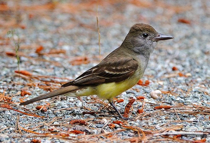 <p>Common name<br>Family</p>