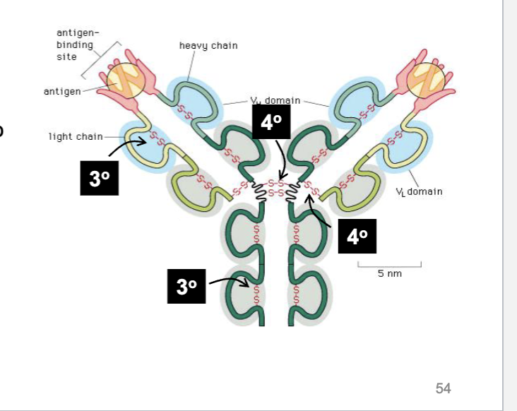 <p>They bridge parts of the antibody chain to create a looped structure that allows for better binding</p>