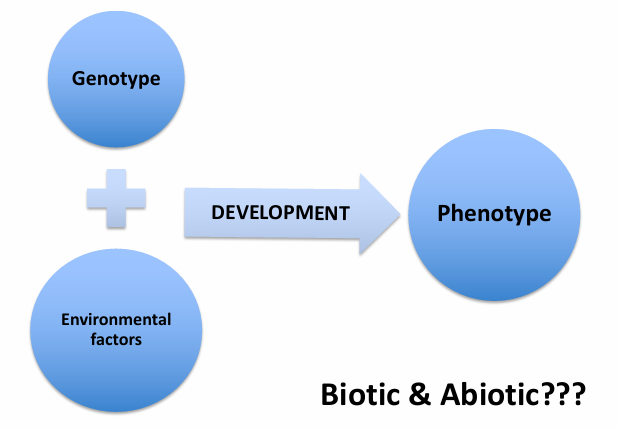 <p><u>classical</u></p><p>genotype —> phenotype </p><p><u>modern=developmental plasticity</u></p><p>The ability for a single genotype to give rise to <strong>alternative (different) phenotypes</strong> due to <strong>environmental variation</strong> acting on developmental processes.</p><p>genotype + env — > phenotype</p>