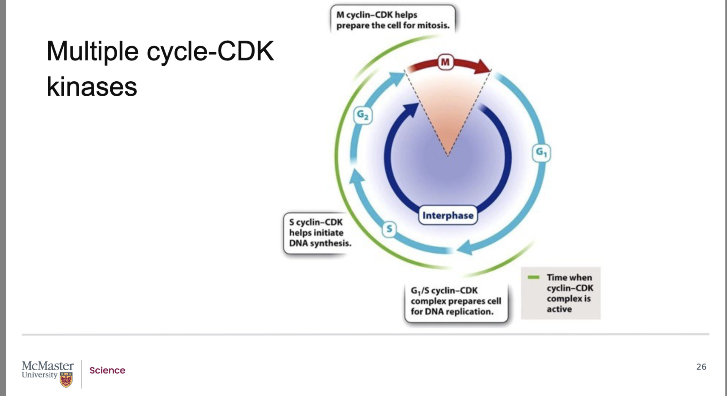 <p><strong>Back:</strong></p><ul><li><p>The <strong>M‑cyclin–CDK complex</strong> initiates the <strong>M phase (mitosis)</strong>.</p></li><li><p>It phosphorylates key structural and regulatory proteins that drive mitotic events, including:</p><ul><li><p><strong>Breakdown of the nuclear membrane</strong>.</p></li><li><p><strong>Regulation of microtubule assembly</strong> needed to form the <strong>mitotic spindle</strong>.</p></li></ul></li><li><p>These phosphorylation events coordinate the major structural changes required for successful mitosis.</p></li></ul><p></p>