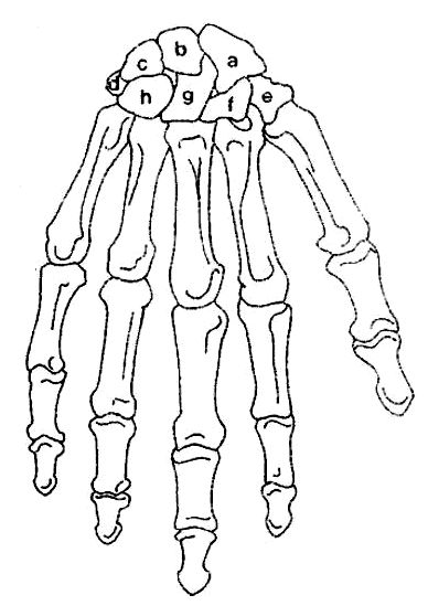 <p>Capitate</p>