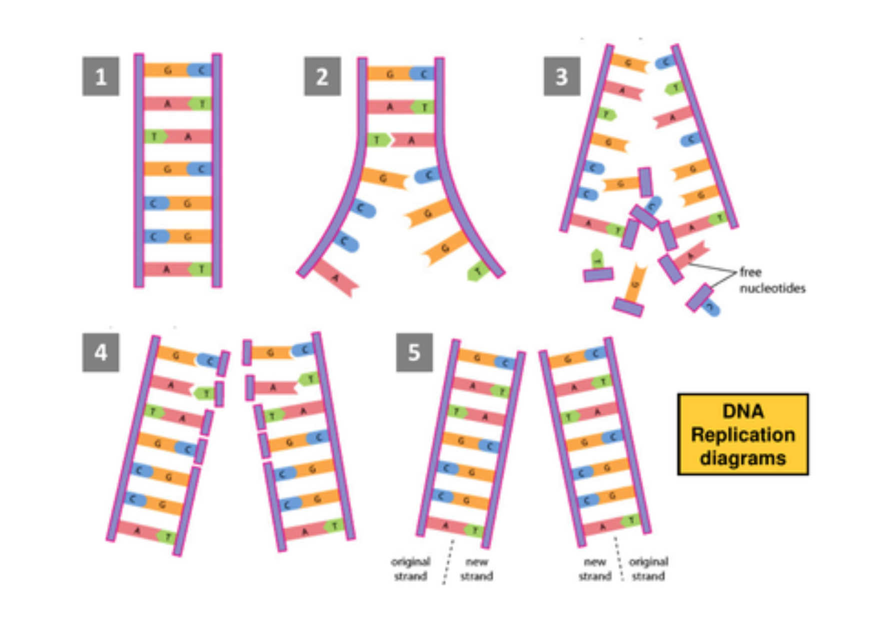 <ol><li><p>DNA double helix is ‘nicked’ &amp; hydrogen bonds between complementary base pairs are broken</p></li><li><p>This occurs due to DNA helicase &amp; results in the unwinding of the two polynucleotide strands</p></li><li><p>Bases are now exposed on each strand. Separated polynucleotide strands both act as templates for the addition of free, activated nucleotides</p></li><li><p>These pair with complementary bases that have been exposed by the unwound DNA (A+T &amp; G+C)</p></li><li><p>DNA polymerase catalyses the linking together of activated nucleotides through covalent phosphodiester bonds. Two new nucleotide strands are formed</p></li><li><p>There are now two daughter DNA molecules, each of which contains one of the original strands of DNA &amp; one new one</p></li></ol><p></p>