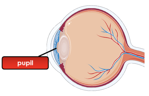 <p>Opening in the center of the iris through which light enters the eye.</p>