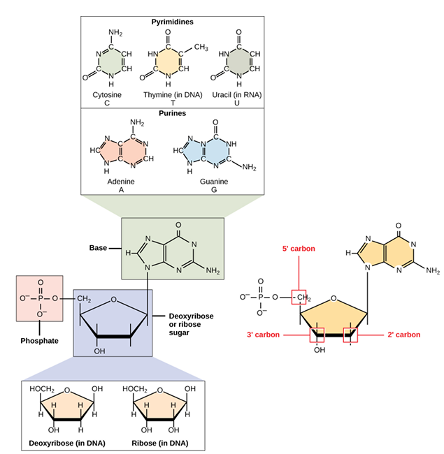 <p>nucleotide</p>