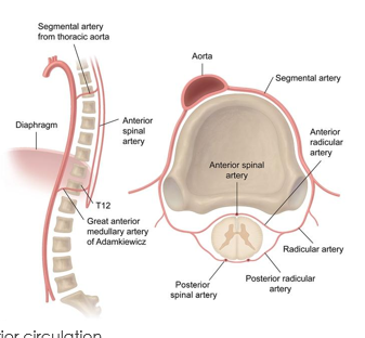 <ul><li><p><strong>Enter through intervertebral foramen at each level and then splits into vertebral body supply and spinal cord branches</strong></p></li><li><p><span style="font-family: "Century Gothic";">Intercostal branch</span></p></li><li><p><span style="font-family: "Century Gothic";">Lumbar branch</span></p></li><li><p><span style="font-family: "Century Gothic";">Sacral branch</span></p></li></ul><p></p>