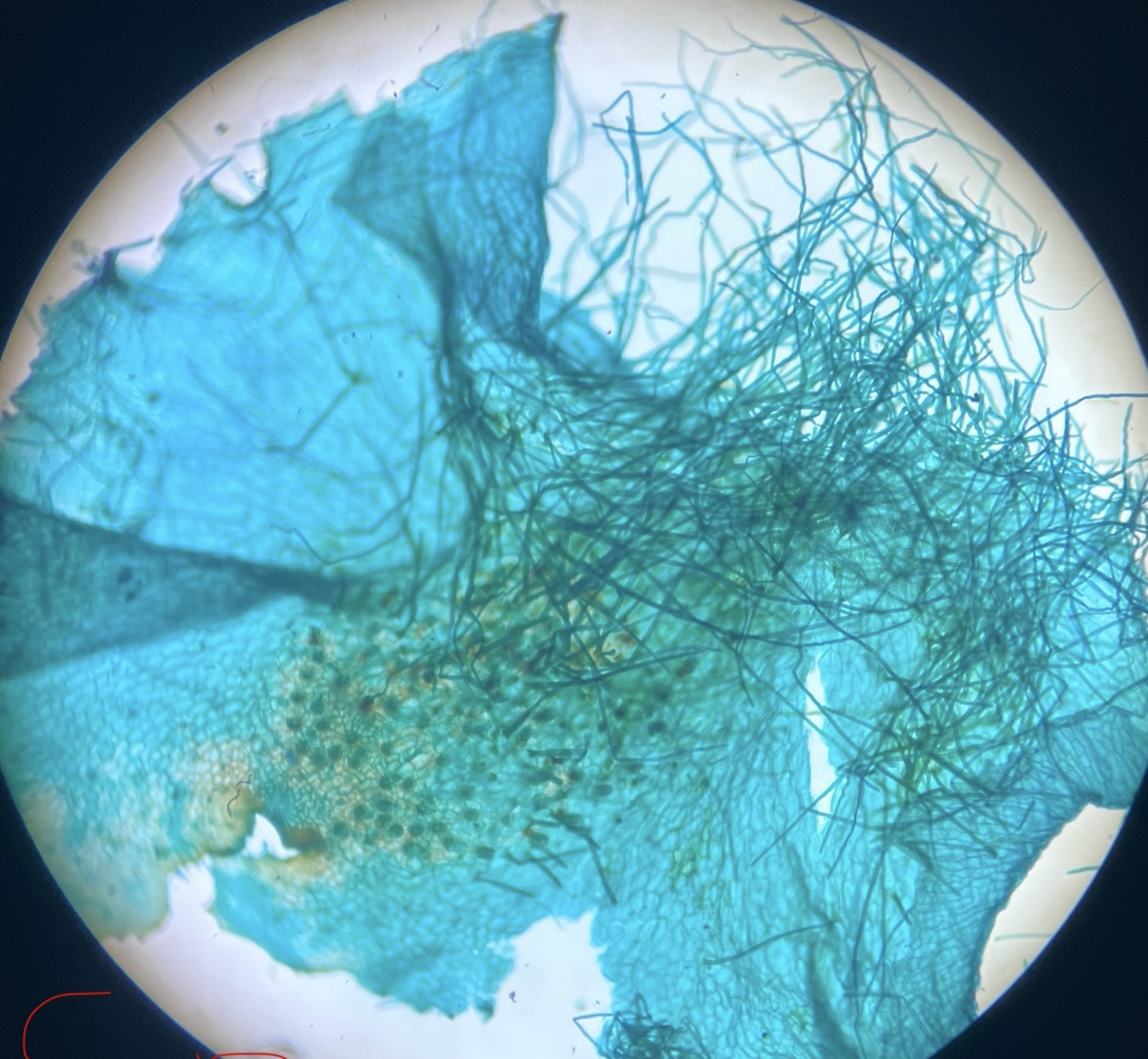 <p>What is this?</p>