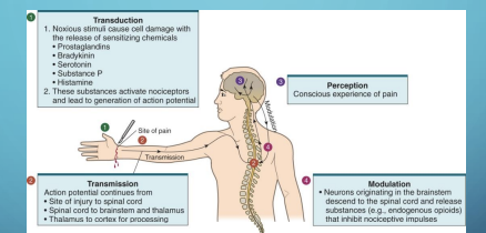 <p>Substances are released back to periopherals in order to manage pain and modify incoming impulses </p>