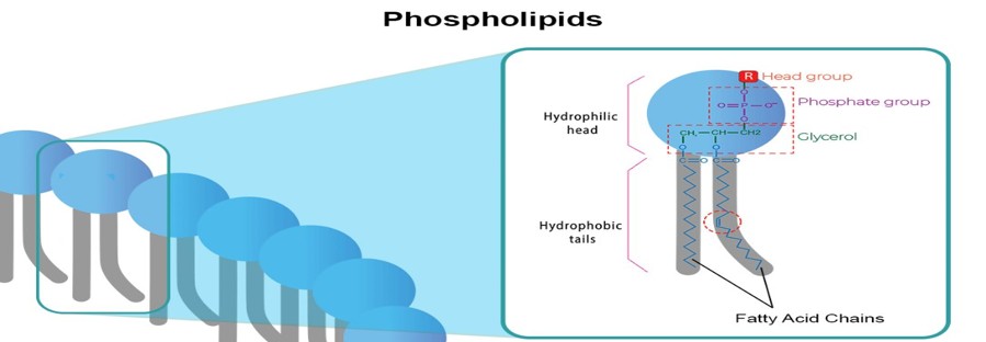 <p>Composed of phospholipid bilayer</p><p>Lipid soluble(nonpolar) items pass through (examples) =  Thyroid hormone</p><p>Water soluble(charged, polar) items can’t pass through (ex..) = Glucose, NA+</p><p>Small molecules = 02+CO2</p><p></p>