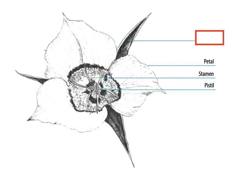 <ul><li><p><span><span>typically function as protection for the flower in bud, and support for petals when they bloom</span></span></p></li><li><p><span><span>collectively known as the calyx</span></span></p></li></ul><p></p>