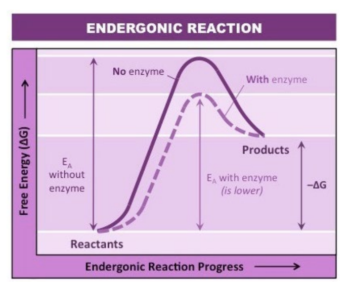 <p>Anabolic Reactions</p>
