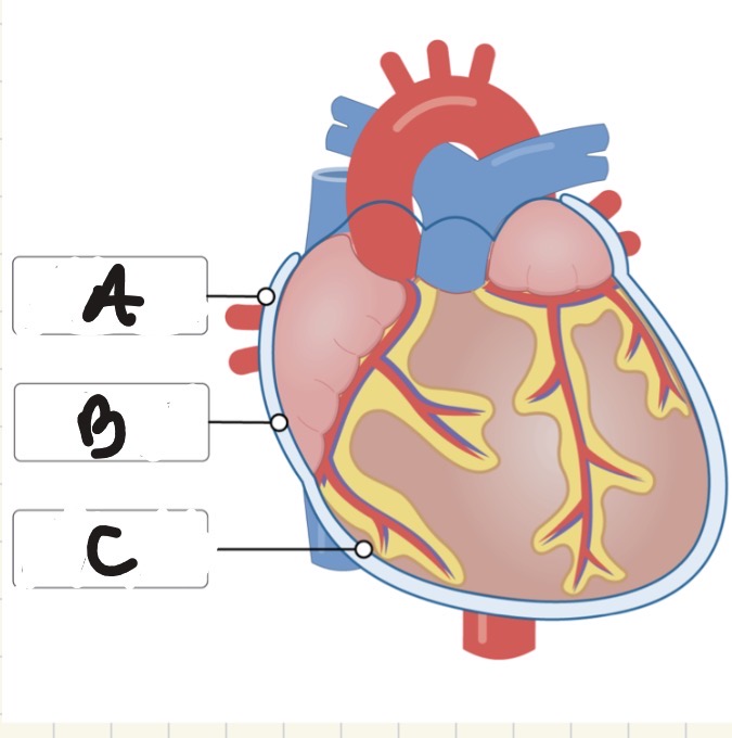 <p>what layer is A?</p>