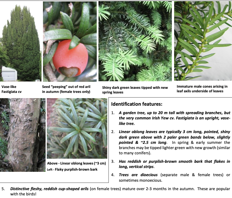 <p><strong>Plant family:</strong> Taxaceae<br><strong>Life cycle:</strong> Perennial evergreen tree<br><strong>Key persistence / spread:</strong> Seed<br><strong>Farming systems:</strong> Amenity plantings, shelter belts</p><p><strong> How to identify</strong></p><p>Is an evergreen conifer with soft, flat, dark green needles arranged in two ranks along the stem.</p><p>A key feature is the red fleshy aril that partially surrounds the seed. While the aril itself is not toxic, the seed inside and all foliage are extremely poisonous.</p><p>Bark is reddish‑brown and flakes off in long strips.</p><p>Most farm poisonings occur when garden prunings are thrown into paddocks.</p>