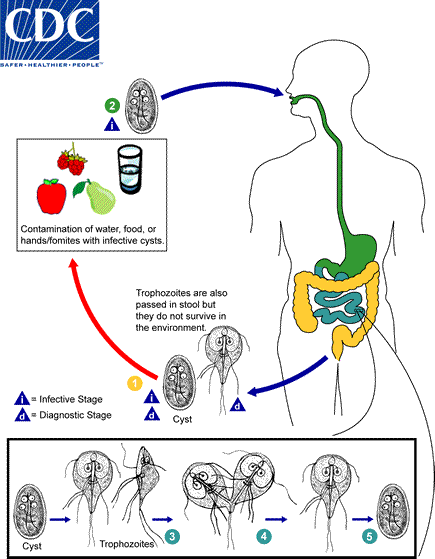 <ul><li><p>Giardia intestinalis, lamblia or duodenalis</p></li><li><p>Ingestion of mature cysts in water and food</p></li><li><p>Diarrhea </p></li><li><p>Oral transmission</p></li></ul><p></p>