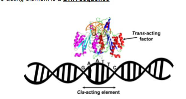 <p>Transcription does not always require both cis elements and trans factors to start but rather that…</p>