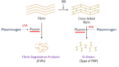 <p>-plasmin breaks down fibrin</p><p>-plasminogen = plasmin precursor</p><p>-plasminogen is activated by t-PA</p>