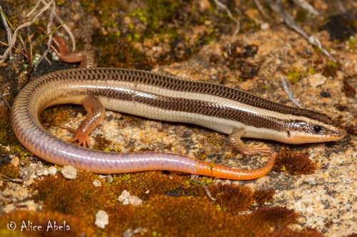 <p>Scincidae<br>Plestiodon gilberti<br>Gilbert’s skink</p>