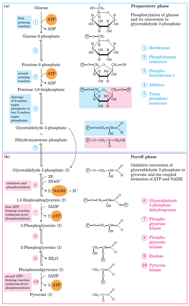 <p>Insulin</p><ul><li><p class="has-focus">released when glucose are high</p></li><li><p class="has-focus">stored in liver, fat muscle</p></li><li><p class="has-focus">reciprocal relationship with glucagon</p></li><li><p class="has-focus">_ = false decrease because of degrading enzyme in RBC</p></li><li><p class="has-focus">_ - carbohydrates to fatty acids</p></li><li><p class="has-focus">normalization of glucose: _</p></li></ul><p></p>