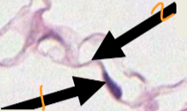 <p>2</p>