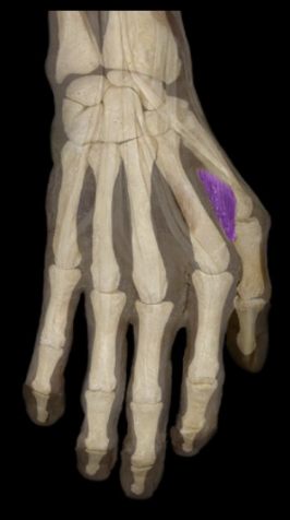 <p>What the highlighted structure is acting on the <strong><mark data-color="#5f61e2" style="background-color: rgb(95, 97, 226); color: inherit;">Midpalmar Group</mark>.</strong> What muscle is this called?</p>