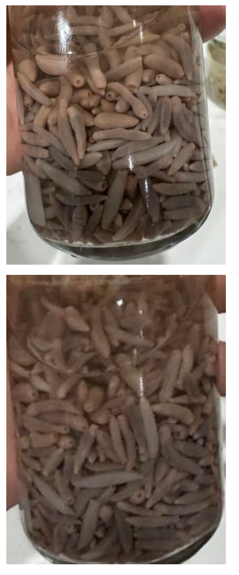 <p>Identification:</p><p>Common name:</p><p>Organ loc:</p><p>Intermediate Host:</p><p>Definitive Host:</p><p>Family:</p>