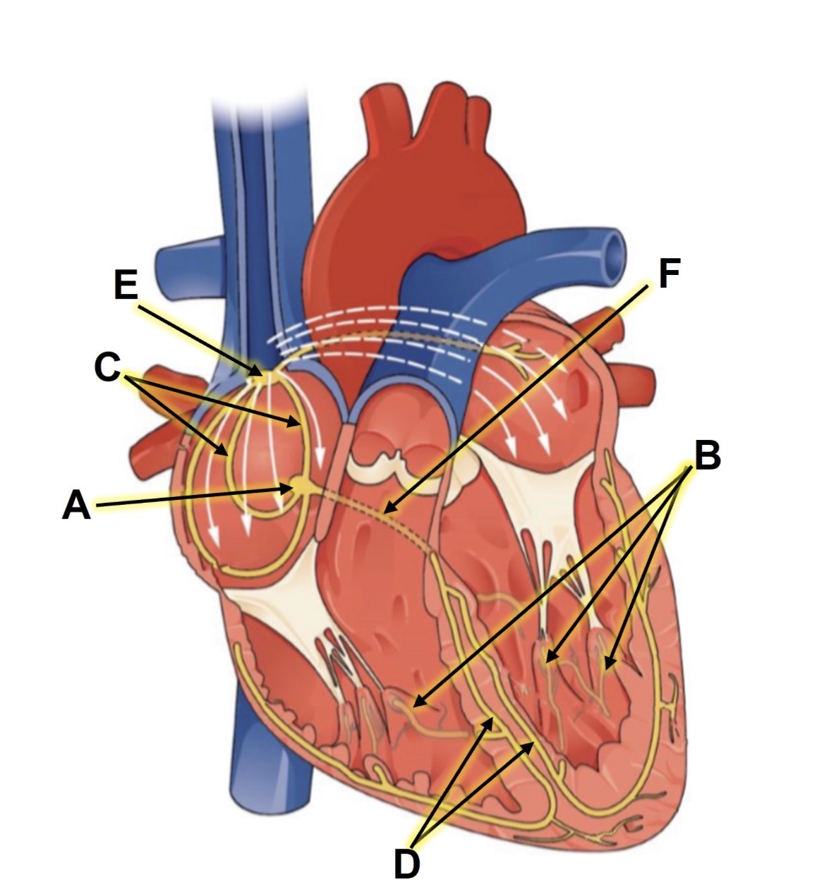 <p>A</p>