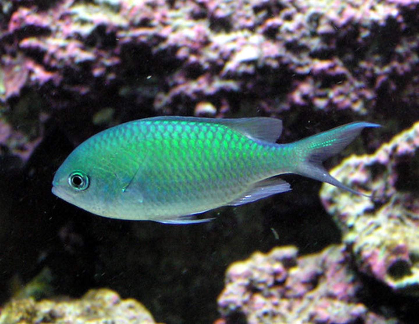 <p>Chromis Viridis</p>