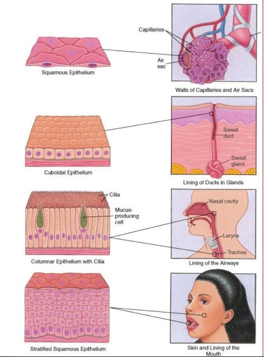 <p>• Line organs, form glands</p><p class="p1">• Protection, Secretion, Absorption, Filtration and/or Sensation</p>
