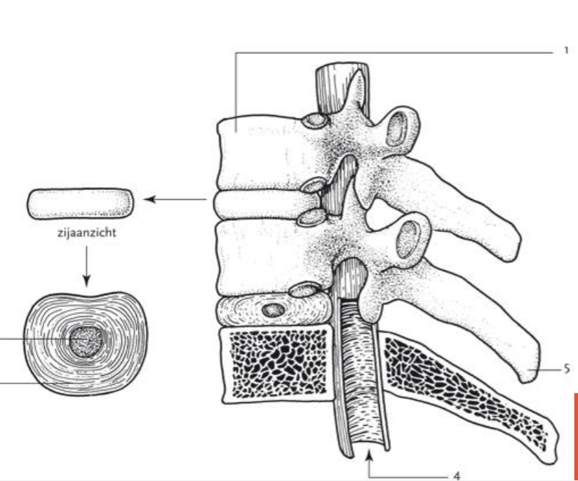 <p><span style="line-height: 17px;">Kenmerken discus intervertebralis</span><span style="line-height: 17px; background-color: var(--clrSelection,#c6c6c6) !important;"> </span></p>